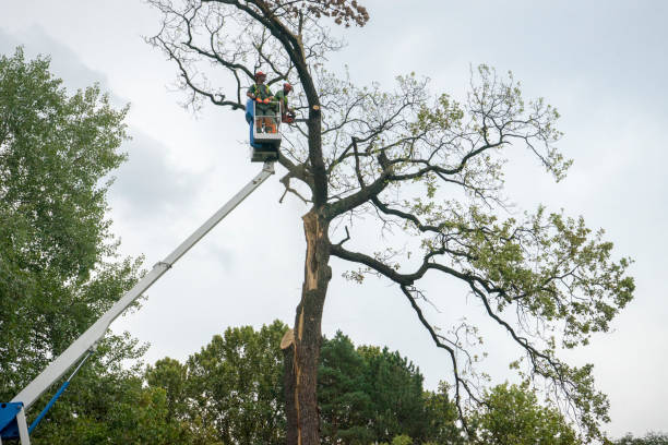 Best Fruit Tree Pruning  in Covington, KY